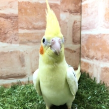 キレイなお顔です　オカメインコ　パイド　R４　６／１撮影