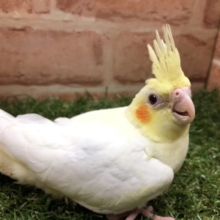 ＴＨＥオカメインコ！　オカメインコ　ルチノー　Ｒ４　６／１撮影