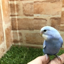 ヒナ餌卒業済み！　セキセイインコ　スパングル　R４　６／１撮影