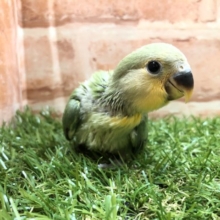 オレンジフェイスきました！　コザクラインコ　オレンジフェイス　R４　６／１１撮影
