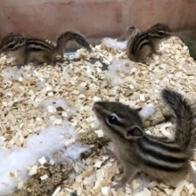 今年は最初で最後？　シマリス　男の子　R４　６／１２撮影