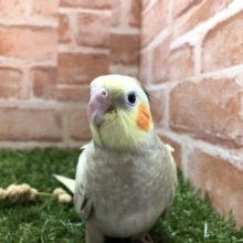 カラフルオカメズpart２　オカメインコ　シナモンパール　R４　６／１３撮影