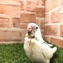 カラフルオカメズpart４　オカメインコWFパールパイド　R４　６／１３撮影