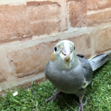 カラフルオカメズpart１　オカメインコノーマルカラー　R４　６／１３撮影