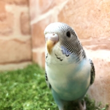 白いセキセイインコ　セキセイインコ　ハルクイン　R４　６／１１撮影