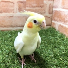 オカメの人気カラー　オカメインコ　ルチノー　R４　６／１５撮影