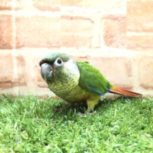 ワキコガネインコ　入舎です！！　2022.6/10撮影