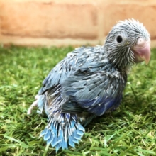 マメマメブルーも入舎！　マメルリハインコ　ブルー男の子　R４　６／２２撮影