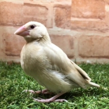 人気のカラー　シナモン文鳥　R４　５／１８撮影