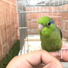 マメマメ入舎！　マメルリハ　ノーマル男の子　R４　６／２２撮影