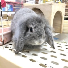 大ボス感が凄い　ロップイヤーラビット　R４　６／２２撮影