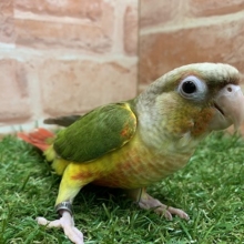 激かわ！！　ウロコインコ（パイナップル）入舎です！