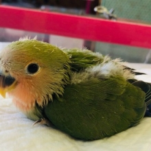 ほわほわ～コザクラさん入舎！