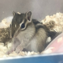 シマリス　女の子　ちびっ子さんやって来ました！