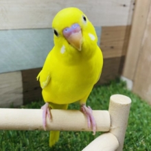 最新画像有り！真っ黄色で黒目ちゃん♪セキセイインコダブルファクターやって来ました！