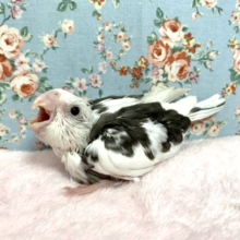 オカメインコ　ホワイトフェイスパイド　7/24