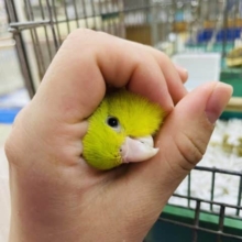 最新画像になります！！見た目はキュートで中身は賢い！　マメルリハ「メリちゃん」いますよ〜