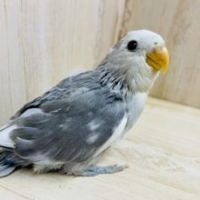 最新画像になりますよ★なんだかフシギさん🤍🏹  ̖́-  コザクラインコ モーブパイドオパーリン