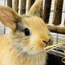 【最新画像更新☆】ちょっぴりシャイボーイ☆ミニうさぎ(トーティ)