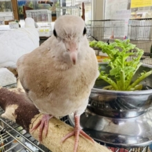 お久しぶり〜ジュズカケバト