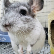 最新画像更新☆パイドチンチラ！ご飯もりもり♡