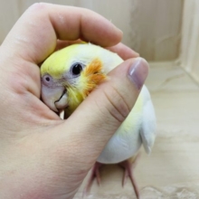 〜オカメ祭り〜　ルチノーちゃん！　オカメインコ　ルチノー