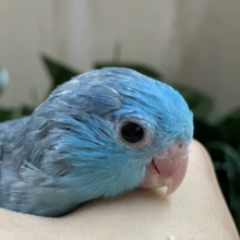 みんな大好きマメルリハ！ブルー