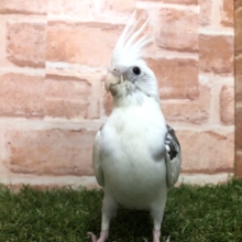 モノクロカラー　オカメインコ　WFパイド　R4 7/16撮影