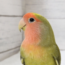 手乗り練習中〜🎵　コザクラインコ(オリーブ)
