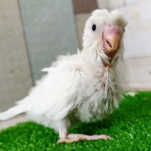 羽衣かなぁ？？セキセイインコさん(ダブルファクター)入荷しました〜❤