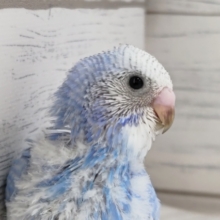 青に映える黒いライン〜⛅　セキセイインコ(スパングル)
