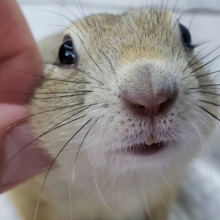 にぎっとできます、リチャードソンジリス！