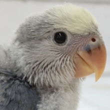 クリーム色のかわいいおでこ🐣　コザクラインコ(バイオレットパイド)