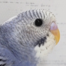 頭とお腹の色が一緒〜💜　セキセイインコ(パイド)
