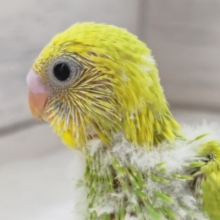 鮮やかグリーン💚　セキセイインコ(スパングル)