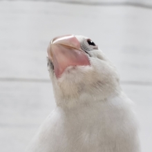 ベタなれだよ！シルバー文鳥。