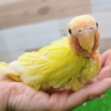 笑顔がきらり☆コザクラインコさん(ルチノーチェリー)入荷しました〜❤