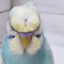 頭パッカーンだよ、羽衣セキセイインコ