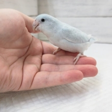 最新画像あり！　とっても美しいブルーカラー💙　マメルリハインコ(アメリカンホワイト)