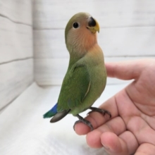 最新画像あり！　一番人気は、やっぱりノーマル小桜