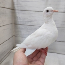 最新画像あり！　手品の鳩と言えば！ぎん鳩です～