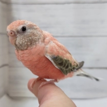 最新画像あり！　素敵なピンク！ローズアキクサインコファロー　最新画像　20220731