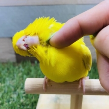 ビビリさんだけどカキカキ大好き♡マメルリハルチノー