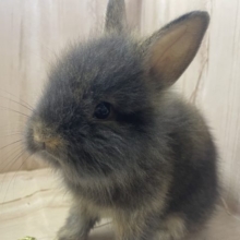 ♡ふっわふわ♡もふもふがたまらない！　ライオンラビット　チェスナット