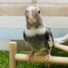 最新画像有り！ブラック濃いめでカッコいいコ！オカメインコのホワイトフェイスパイドカラー！