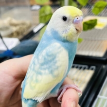 水色と黄色の相性抜群★セキセイインコ(レインボーパイド)