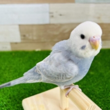 レアカラーのライラック！手乗りセキセイインコ