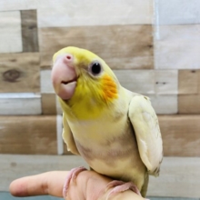 手の上が落ち着くんです！！オカメインコシナモンパールパイドやって来ました♪