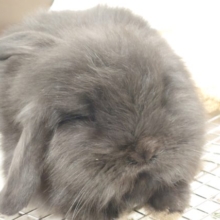 おだやか表情～～　ろっぷさん☆　ロップイヤーラビット