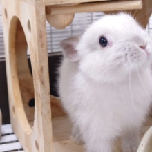 とけます。。その甘えっぷり☆　ネザーランドドワーフラビット～～